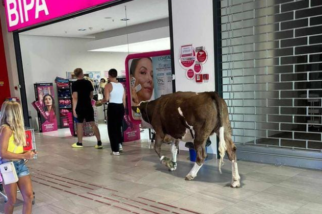 Dogodivščina na morju: v trgovino vkorakala krava