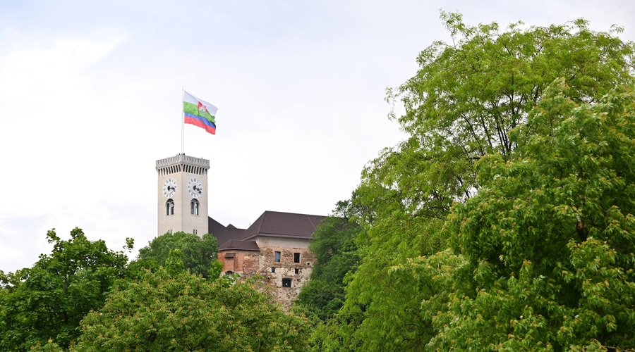 Nevarna drevesa v središču Ljubljane? Na grajskem griču jih bo padlo več kot dvesto, razlog pa ... (foto: Bobo)