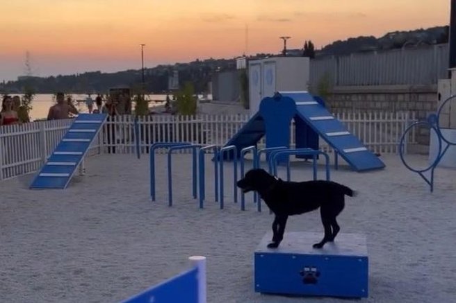 pes počitnice plaža pasja plaža