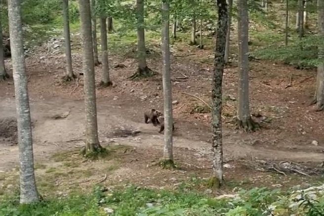 živali medved gozd Lovska zveza Slovenije