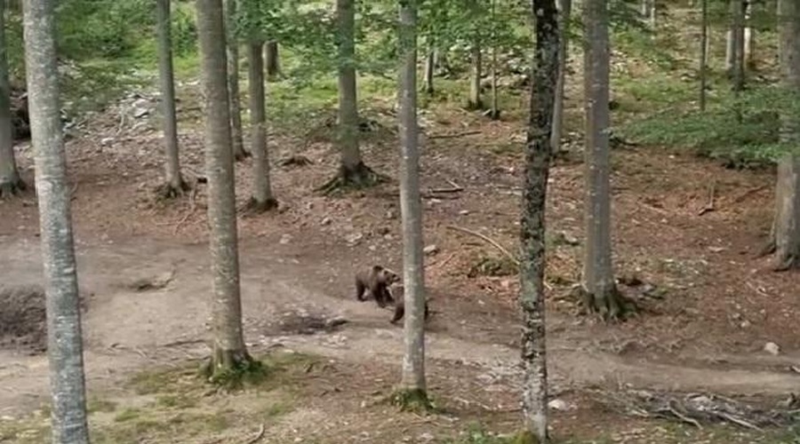 Posnetek iz slovenskega gozda, ob katerem spreleti srh (VIDEO) (foto: Lovska zveza Slovenije / Facebook / posnetek zaslona)