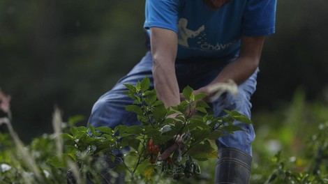 EU komisija sprejela pobudo Evropejcev: več rastlinskih beljakovin in zmanjšanje živalskih farm