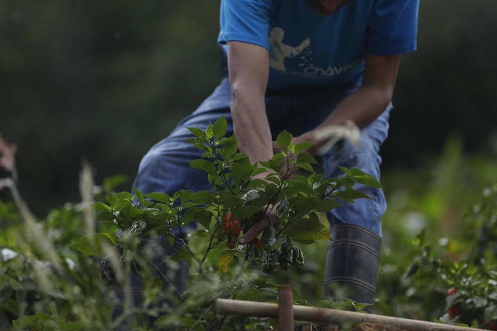 EU komisija sprejela pobudo Evropejcev: več rastlinskih beljakovin in zmanjšanje živalskih farm