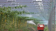 EU komisija sprejela pobudo Evropejcev: več rastlinskih beljakovin in zmanjšanje živalskih farm