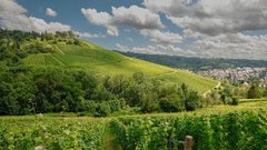 EU komisija sprejela pobudo Evropejcev: več rastlinskih beljakovin in zmanjšanje živalskih farm