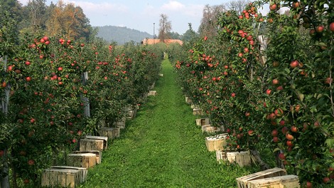 Imate radi slovenska jabolka? V tem delu države vas čaka nekaj izjemnega