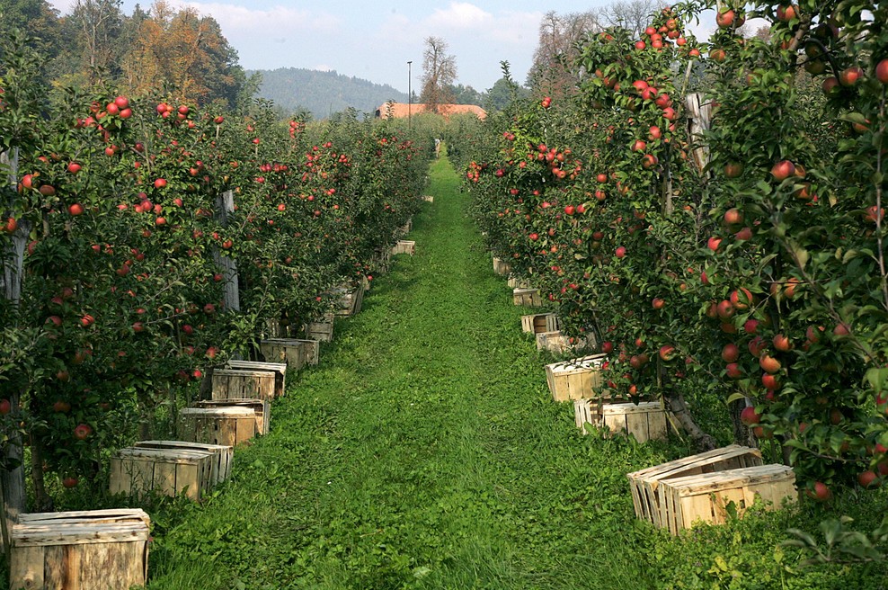 Imate radi slovenska jabolka? V tem delu države vas čaka nekaj izjemnega (foto: Bobo)