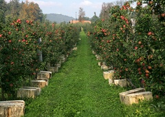 Imate radi slovenska jabolka? V tem delu države vas čaka nekaj izjemnega