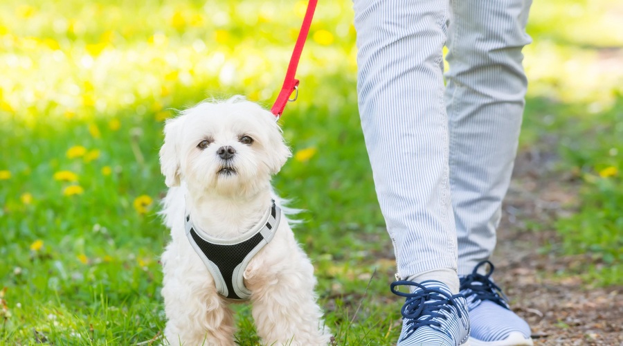 Slovenski veterinarji opozarjajo na nevarnost, ki te dni preži na pse (foto: Profimedia)