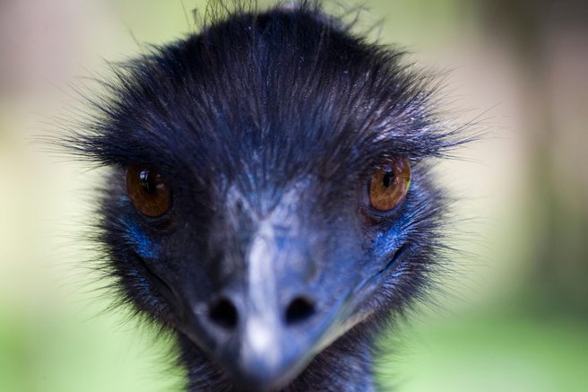 živali ptice ZOO Ljubljana emu Avstralija ptič
