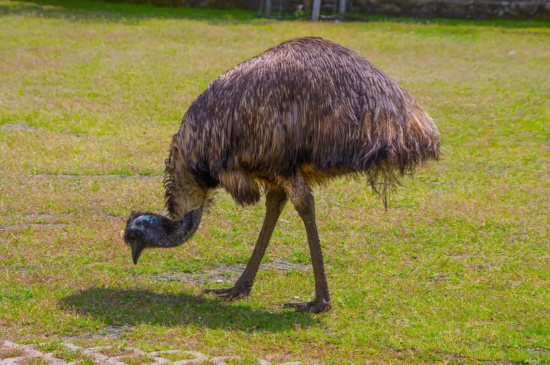 Emu je drugi največji ptič na svetu.