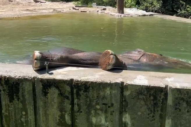 živali ZOO Ljubljana slon Ganga bazen