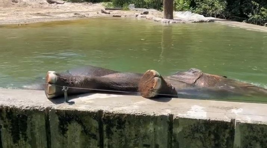Slonica Ganga iz ZOO Ljubljana jasno pokazala, kaj si misli o svojem novem bazenu (VIDEO) (foto: ZOO Ljubljana/Facebook/posnetek zaslona)