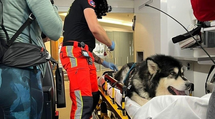 Nad Bohinjem psičko v jezik pičila kača: poglejte, kako je potekalo reševanje (foto: Klinika za male živali / kmz / Facebook)