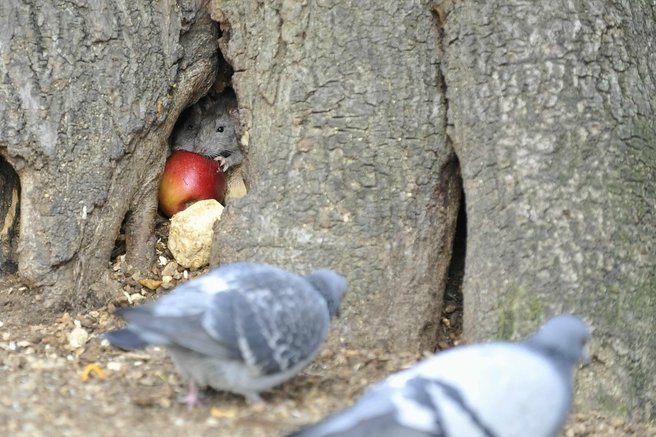 Ljubljani preti nova grožnja, ki je (za zdaj) še pod nadzorom