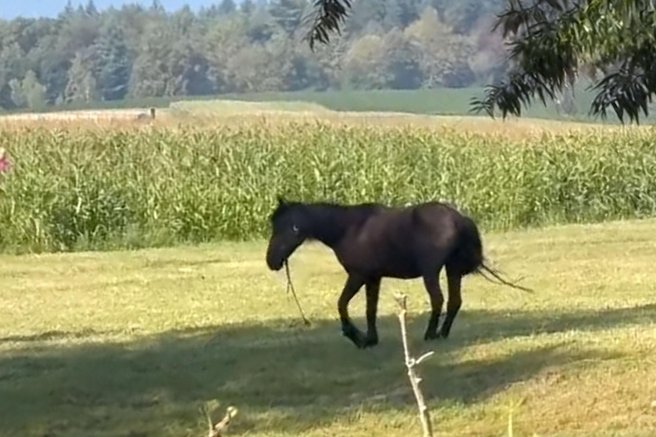 živali konj Romi mučenje trpinčenje