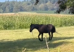 Šepajoč konj v Beli krajini vlekel voz, poln Romov: "Zanje ne velja noben zakon!"