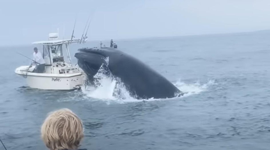 Kit skočil na ribiško barko in jo v sekundi potopil (VIDEO) (foto: Youtube/posnetek zaslona)