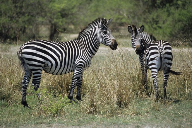 živali zebra črte vloga funkcija