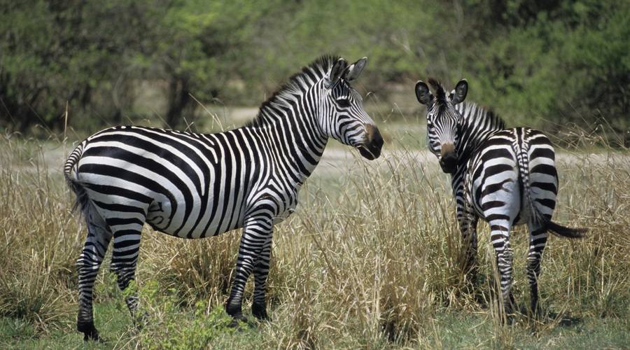 Zebre nimajo črt samo za okras: veste, kako pomembno funkcijo imajo? (foto: Profimedia)