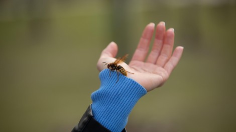 Kaj storiti ob piku ose, čebele ali sršena? Na mesto pika nanesite to in bolečina bo izginila v trenutku