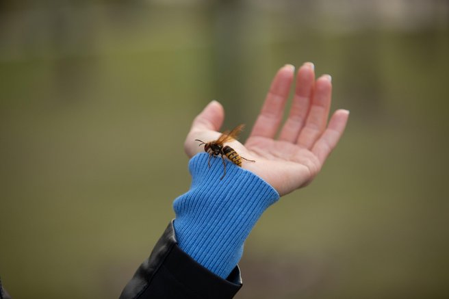 Kaj storiti ob piku ose, čebele ali sršena? Na mesto pika nanesite to in bolečina bo izginila v trenutku