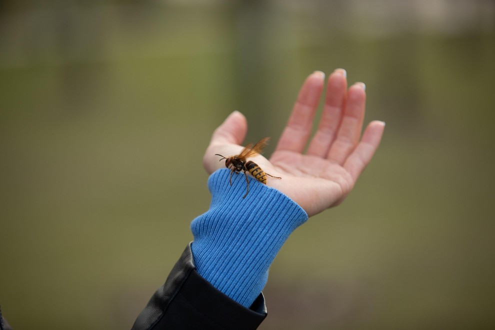 Kaj storiti ob piku ose, čebele ali sršena? Na mesto pika nanesite to in bolečina bo izginila v trenutku