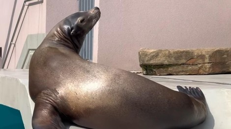 živali ZOO Ljubljana morski lev počitek muha