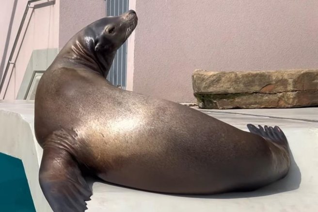 živali ZOO Ljubljana morski lev počitek muha