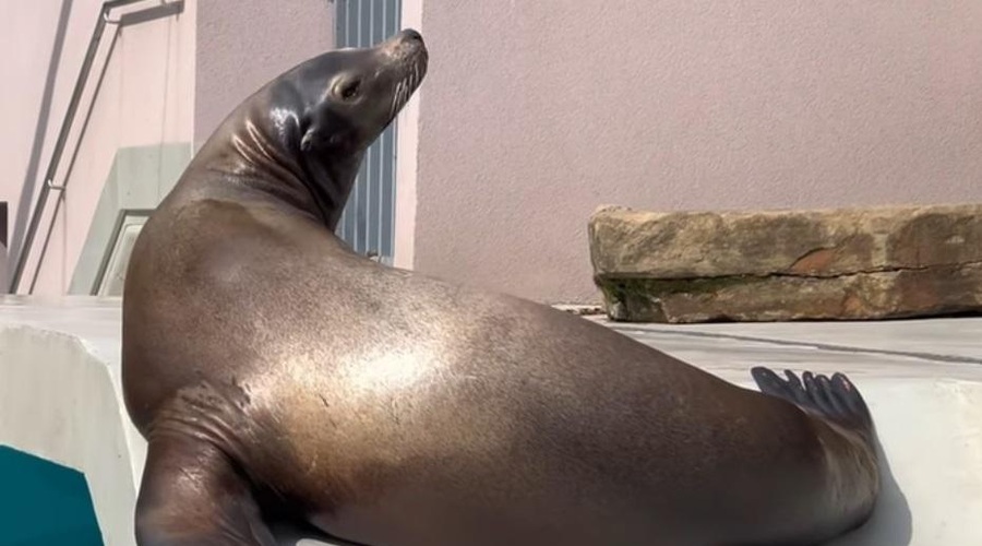 Ne boste verjeli, kdo moti dnevni počitek morskemu levu v ZOO Ljubljana (VIDEO) (foto: ZOO Ljubljana/Facebook/posnetek zaslona)