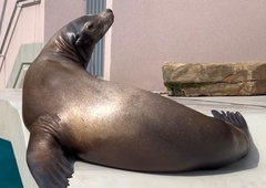 Ne boste verjeli, kdo moti dnevni počitek morskemu levu v ZOO Ljubljana (VIDEO)