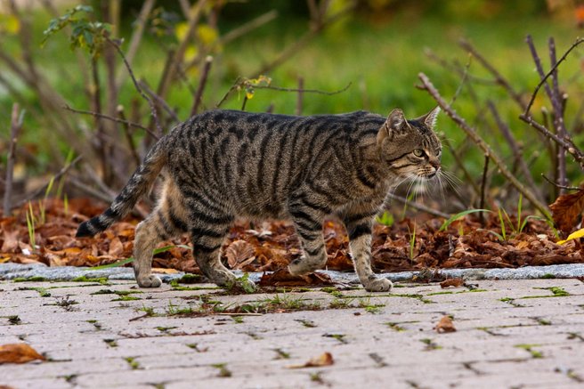 mačka zunanja mačka notranja mačka izhod nevarnosti