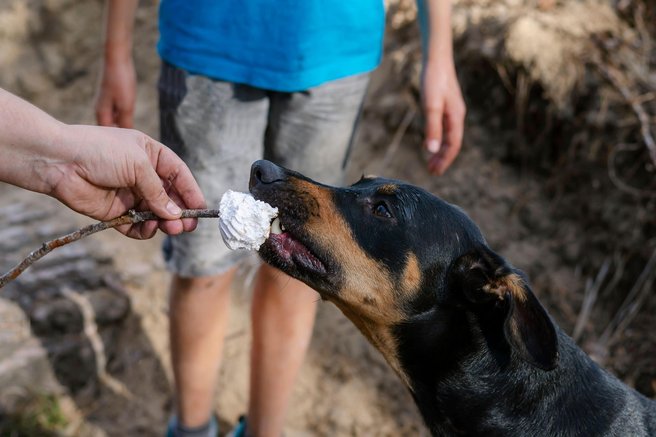 živali pes piknik hrana nabodalo