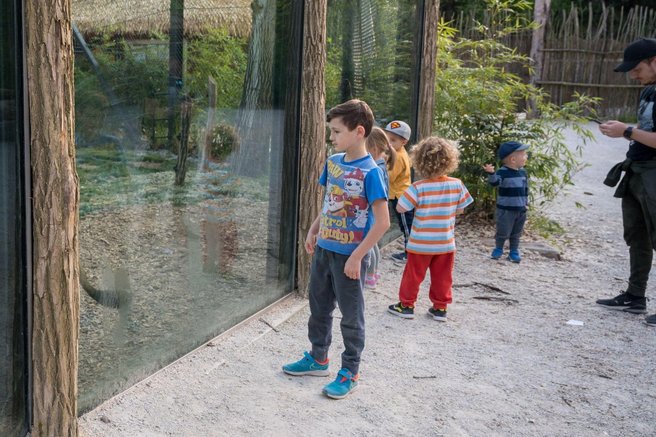 živali živalski vrt ZOO Ljubljana alpake mladički