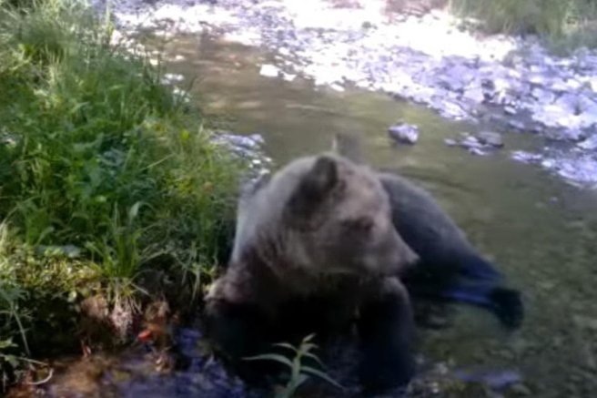 živali medved Cerknica rjavi medved vročina