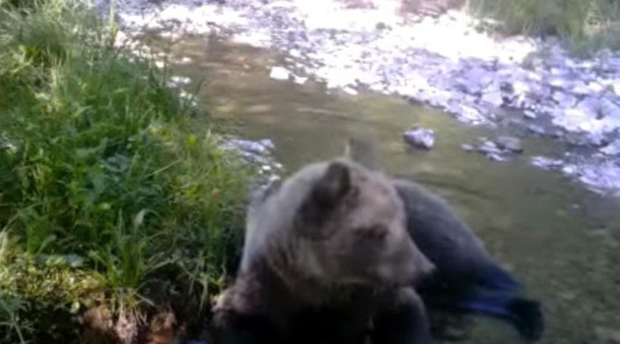 Kamera v okolici Cerknice ujela medveda, kako se hladi v vročem poletju (foto: Youtube/posnetek zaslona/Notranjski park)