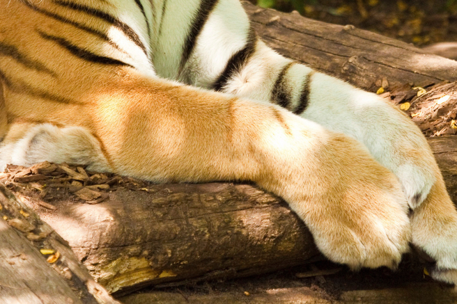 sibirski tiger