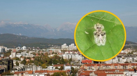 hrastova čipkarka živali