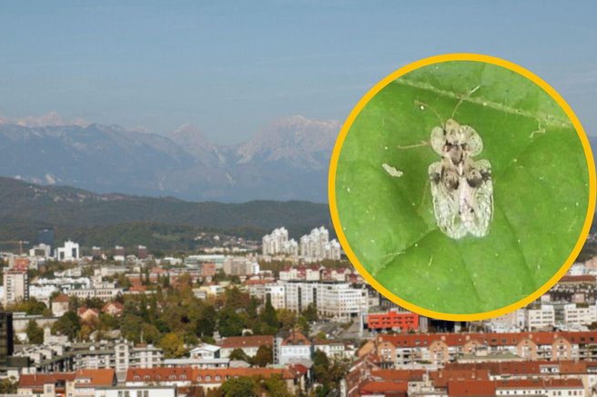 hrastova čipkarka živali