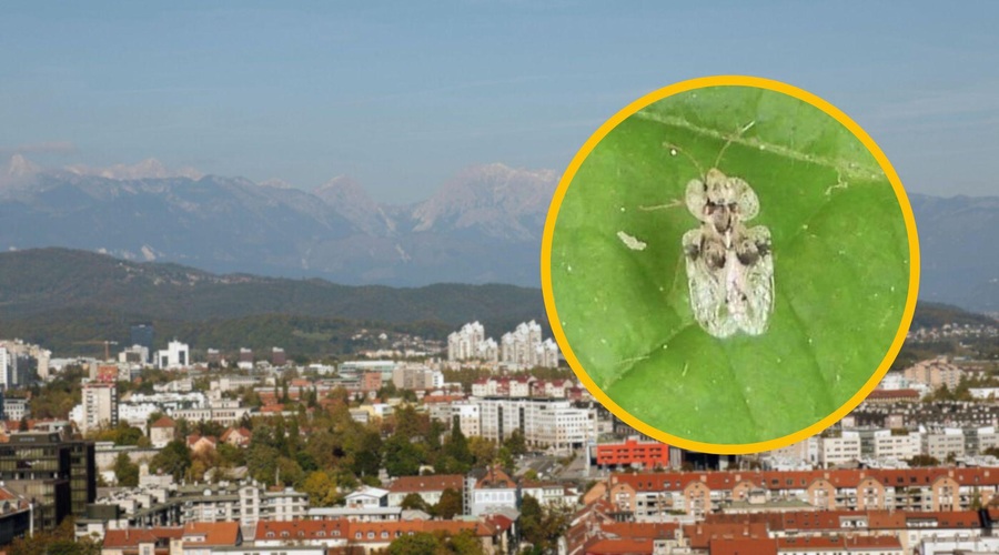 Slovenijo preplavile nadležne žuželke: "Vsaj desetkrat na dan me ugriznejo" (foto: Profimedia/Reddit/fotomontaža)