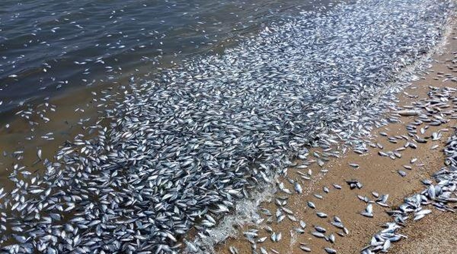 Kaj se dogaja? Pristanišče preplavile poginule ribe (foto: Twitter/LODemir)