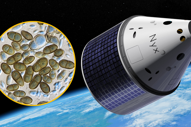 glivni biofilm vesolje