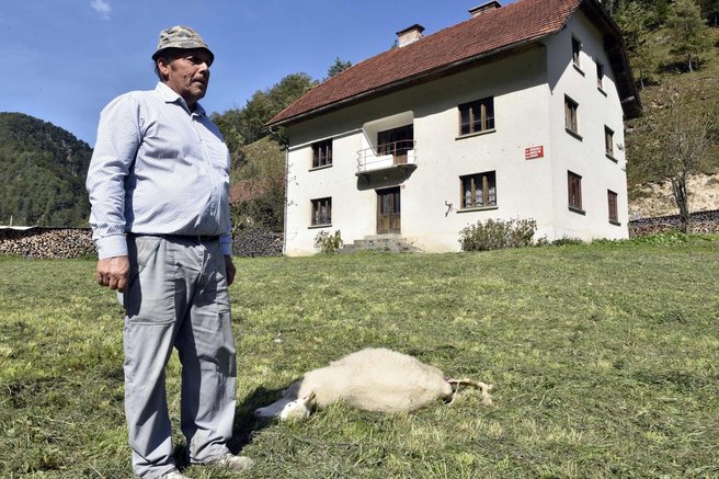 ovca napad lastnik volk