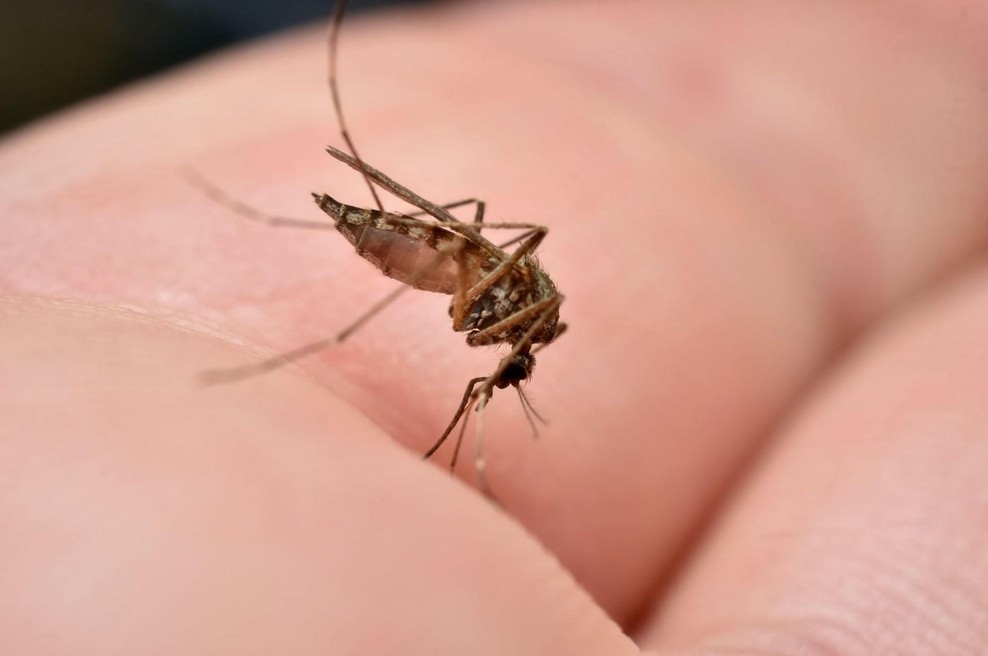 Tiha grožnja iz Italije: virus, ki ga širijo komarji, že zahteval življenja (foto: Profimedia)