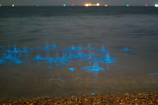 bioluminiscenca