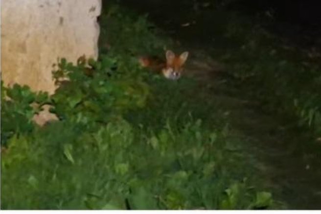 živali lisica veterinarji pomoč obisk