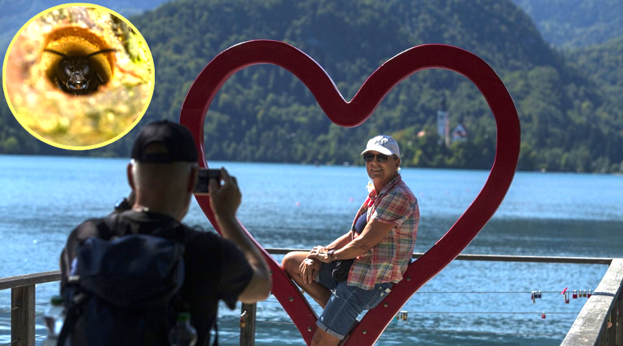 Preplah med turisti: se tudi v Sloveniji dogaja napad teh žuželk? (Tako kot v Avstriji in Nemčiji) (foto: Profimedia/Bobo/fotomontaža)