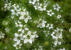 Ta čudežna rastlina zmanjšuje napihnjenost, čisti jetra in krepi imunski sistem