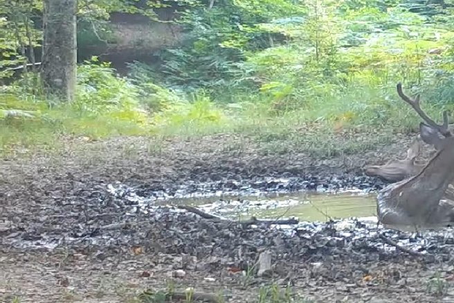 živali Kočevje gozd gozdne živali