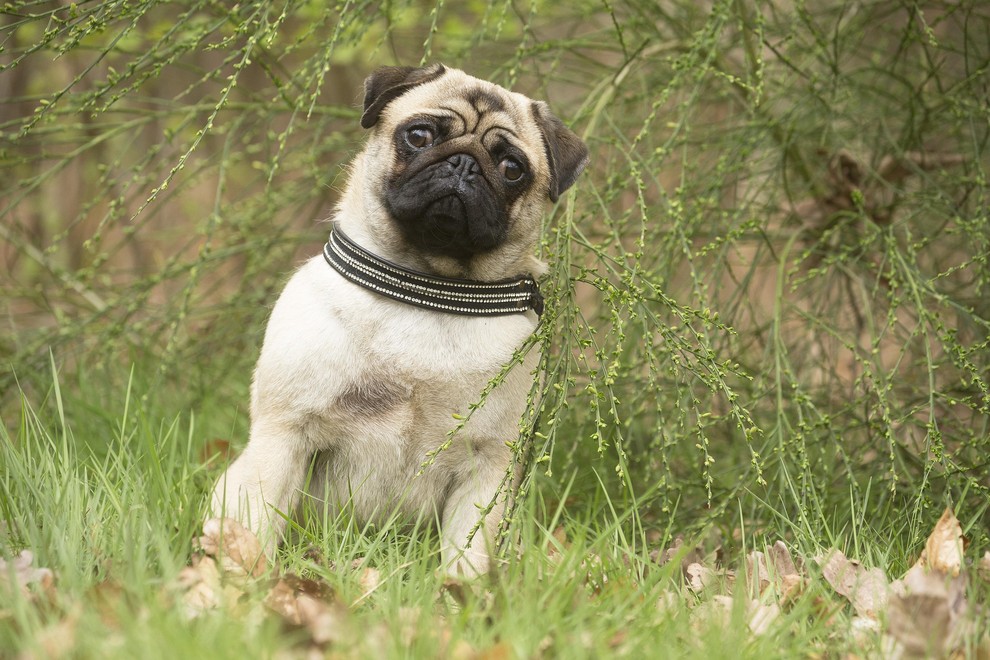 MOPS Tudi mopsi so brahicefalična pasma in imajo podobne težave kot angleški buldogi. Zaradi kratkega gobčka lahko v vročini težje …